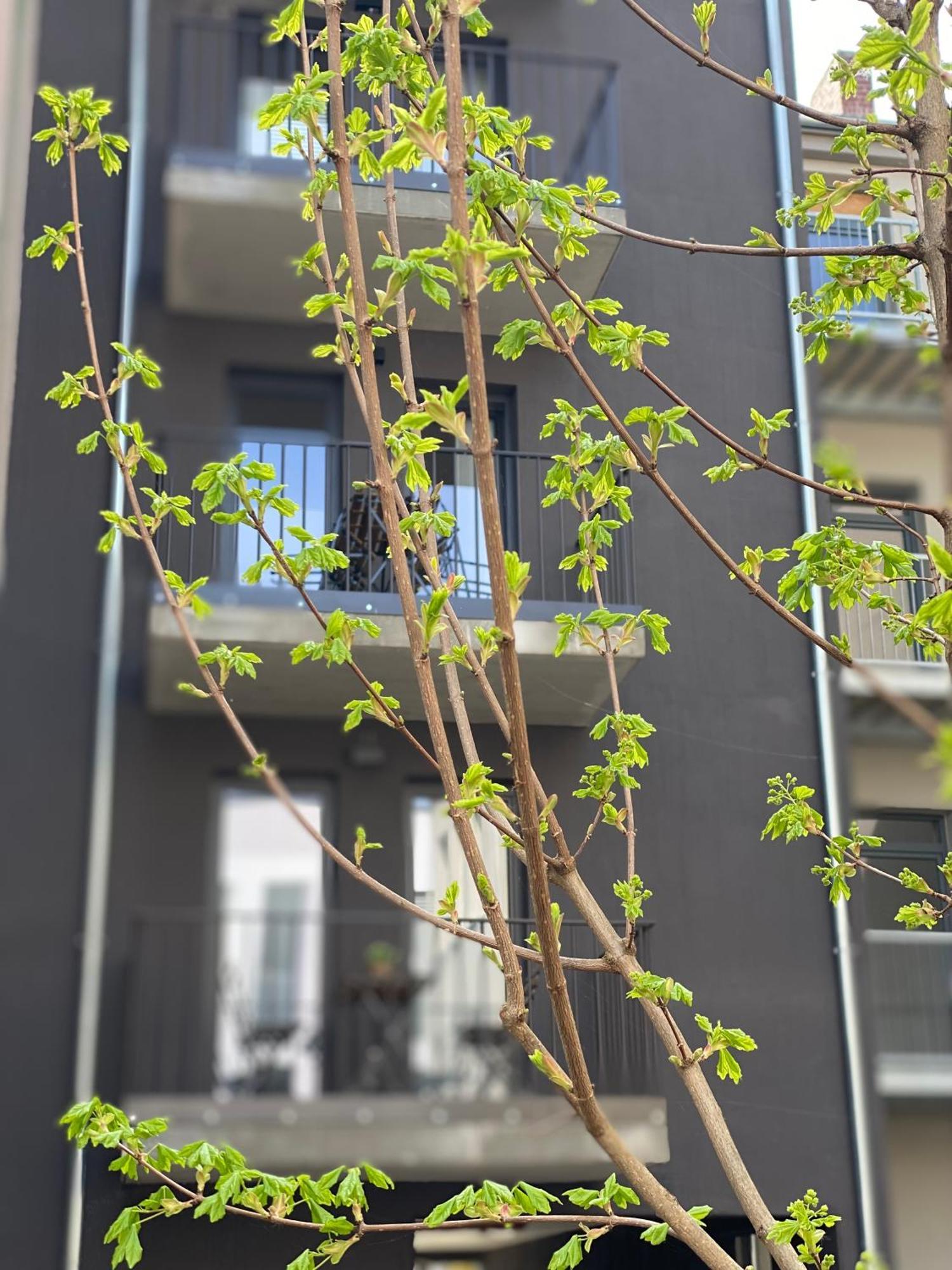 Eiwelhome - Stilvoll, Urban-Ruhig Schlafen, Bahnhofsnah, Balkon Erfurt Extérieur photo